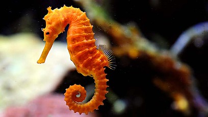 seahorse sandy hook hippocampus